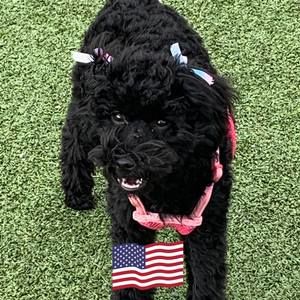 Meet your Posher, Leshia